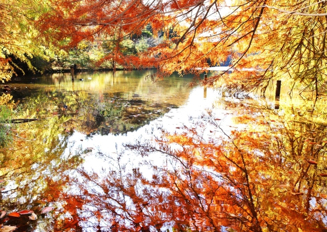 水面を染めるオレンジのグラデーション＝三田市母子