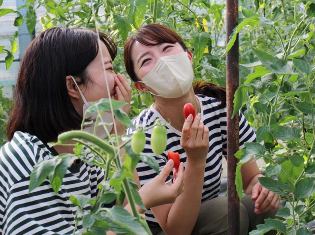 トマトを試食して味をリポート＝三田市志手原