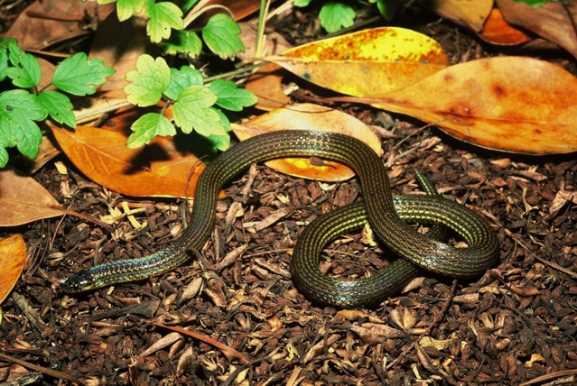 ミミズを専門に食べる与那国島特産のミヤラヒメヘビ（関慎太郎氏提供）