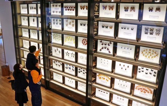 昆虫の標本を見て楽しむ家族連れ＝県立人と自然の博物館