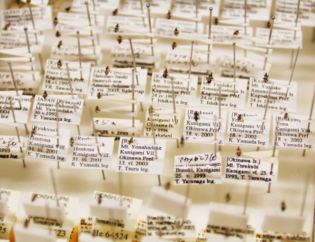 大きさ１ミリ程度のハナカメムシの標本。すべてに採集地点や日付などのデータがラベルされている＝県立人と自然の博物館