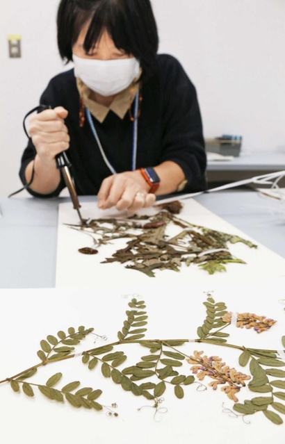 植物標本を作るスタッフ＝県立人と自然の博物館