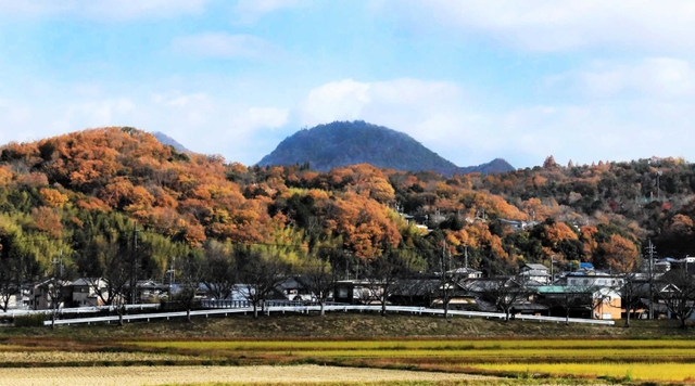 紅葉の海を泳ぐ「クジラ山」＝三田市川除から撮影