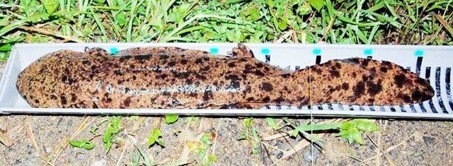 ふるさとの羽束川に戻ってきたオオサンショウウオ（兵庫県自然保護協会提供）