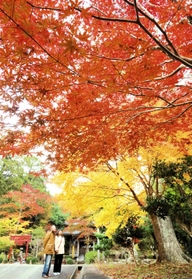 赤や黄、オレンジ…。今が紅葉の盛りという＝光明寺