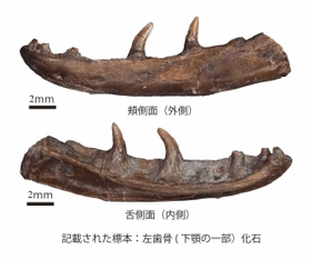 モロハサウルス・カミタキエンシスの標本