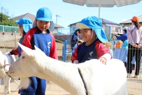 ヤギをなでてふれあいを楽しむ園児＝三田市ゆりのき台５