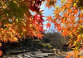 モミジが支え合っているところが心に留まったのでシャッターを押しました。太陽とモミジを重ねることを意識して撮りました。（中村聡一郎）