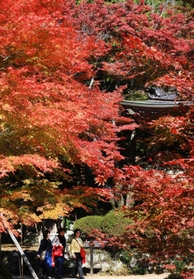 境内を彩るモミジ＝花山院菩提寺