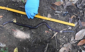 ヨナグニオオフトミミズ（栃木県立博物館　南谷幸雄氏提供）