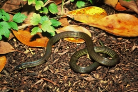 ミミズを専門に食べる与那国島特産のミヤラヒメヘビ（関慎太郎氏提供）