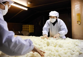 蒸した酒米にこうじ菌をなじませる＝三田市木器