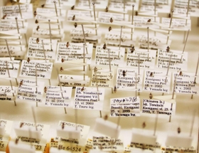 大きさ１ミリ程度のハナカメムシの標本。すべてに採集地点や日付などのデータがラベルされている＝県立人と自然の博物館