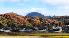 紅葉の海を泳ぐ「クジラ山」＝三田市川除から撮影