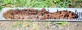 ふるさとの羽束川に戻ってきたオオサンショウウオ（兵庫県自然保護協会提供）