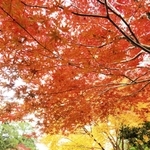 赤や黄、オレンジ…。今が紅葉の盛りという＝光明寺