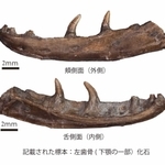 モロハサウルス・カミタキエンシスの標本