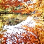 水面を染めるオレンジのグラデーション＝三田市母子