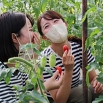 トマトを試食して味をリポート＝三田市志手原