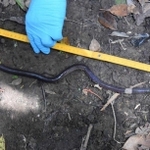 ヨナグニオオフトミミズ（栃木県立博物館　南谷幸雄氏提供）