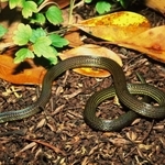 ミミズを専門に食べる与那国島特産のミヤラヒメヘビ（関慎太郎氏提供）