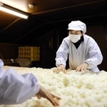 蒸した酒米にこうじ菌をなじませる＝三田市木器
