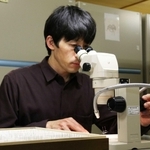 カメムシの標本を観察する山田量崇主任研究員＝県立人と自然の博物館