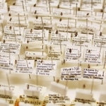 大きさ１ミリ程度のハナカメムシの標本。すべてに採集地点や日付などのデータがラベルされている＝県立人と自然の博物館