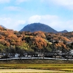 紅葉の海を泳ぐ「クジラ山」＝三田市川除から撮影
