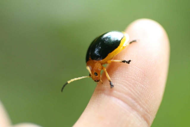 キベリハムシ。兵庫県を代表する穏健な外来生物。六甲山系に多く見られ、明治時代に神戸港から侵入したと考えられる。成虫も幼虫もビナンカズラの葉を食べ、林縁部でひっそり暮らす。愛らしい姿から、保護しようという動きもある。