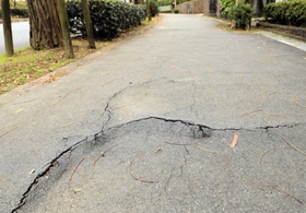 ニセアカシアの根上がりで道路に亀裂が入っていた＝三田市あかしあ台１