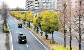 ニュータウンの街路樹。景観形成に大きな役割を担う＝三田市すずかけ台
