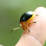 キベリハムシ。兵庫県を代表する穏健な外来生物。六甲山系に多く見られ、明治時代に神戸港から侵入したと考えられる。成虫も幼虫もビナンカズラの葉を食べ、林縁部でひっそり暮らす。愛らしい姿から、保護しようという動きもある。