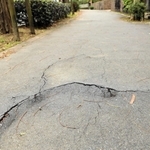 ニセアカシアの根上がりで道路に亀裂が入っていた＝三田市あかしあ台１