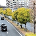 ニュータウンの街路樹。景観形成に大きな役割を担う＝三田市すずかけ台