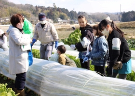 白菜の収穫を楽しむ参加者ら＝三田市志手原　