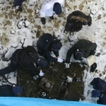 現場を調べる捜査員ら＝2011年2月、三田市小野