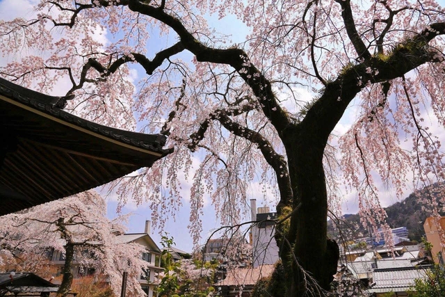 善福寺の桜