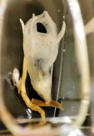 展示されているコウベタヌキノショクダイの標本（人と自然の博物館提供）