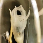 展示されているコウベタヌキノショクダイの標本（人と自然の博物館提供）