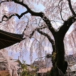 善福寺の桜