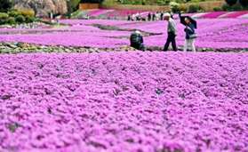 一面に広がるシバザクラ＝三田市永沢寺