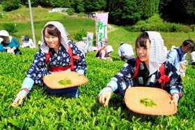 過去に行われた茶摘みの体験会＝三田市母子
