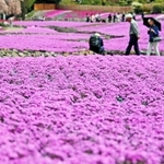 一面に広がるシバザクラ＝三田市永沢寺