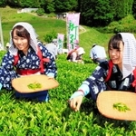 過去に行われた茶摘みの体験会＝三田市母子