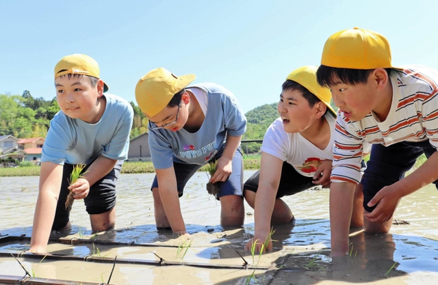 田植え枠に沿ってタイミングをそろえながら苗を植える子どもたち＝三田市西相野