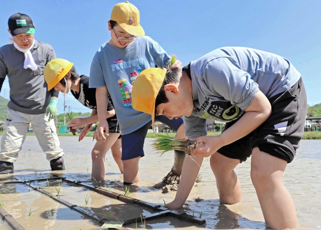 田んぼの感触を楽しみながら苗を植える子どもたち＝三田市西相野
