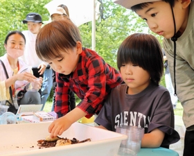 カブトムシの幼虫をこわごわ触ったり、勢いよくつかんだり＝三田市福島