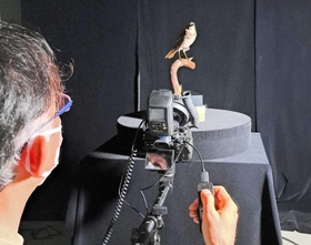 鳥類剥製の写真撮影の様子