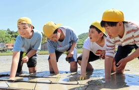田植え枠に沿ってタイミングをそろえながら苗を植える子どもたち＝三田市西相野